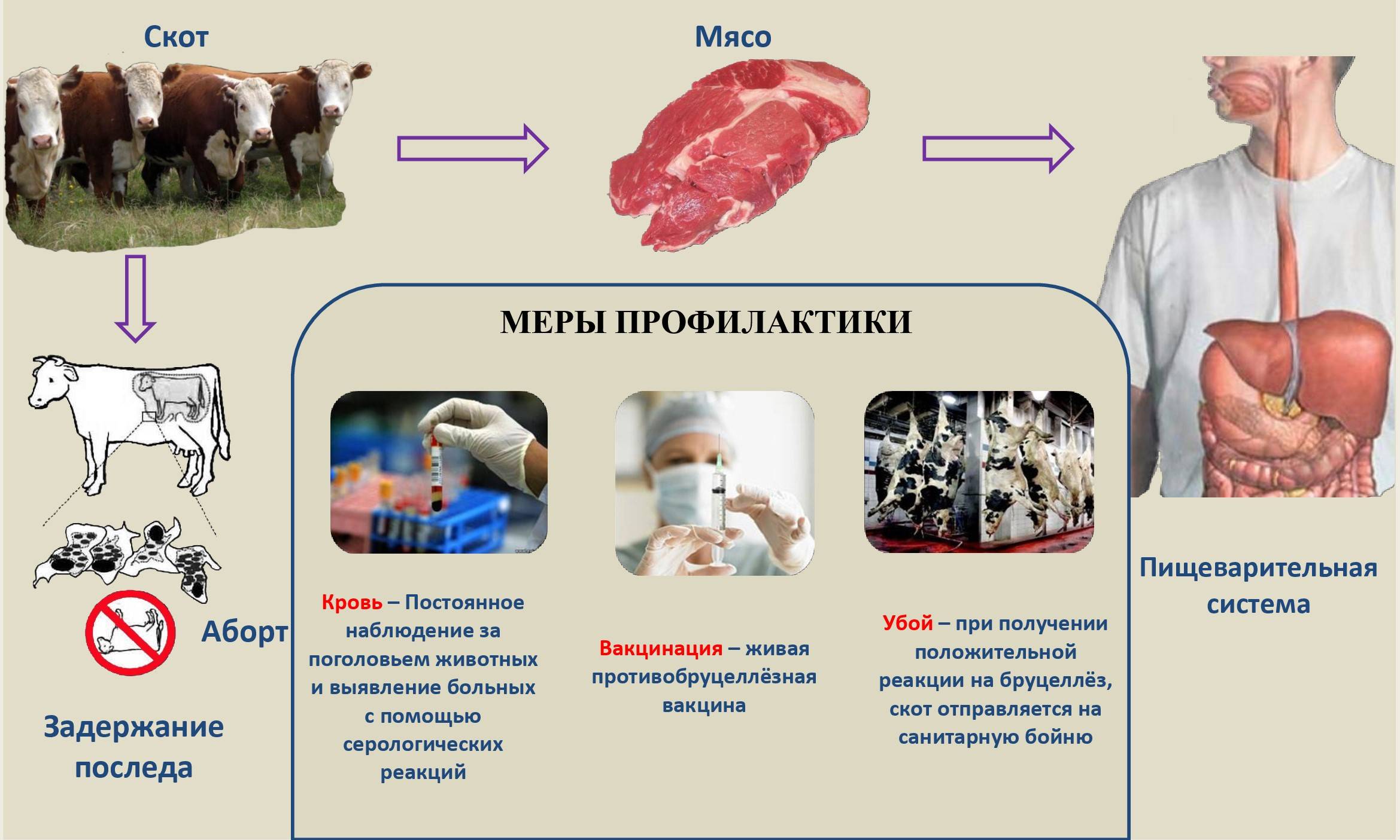 Бруцеллез что это. Бруцеллез КРС меры профилактики. Бруцеллез КРС симптомы. Профилактика бруцеллеза у коров. Профилактика бруцеллеза у животных.